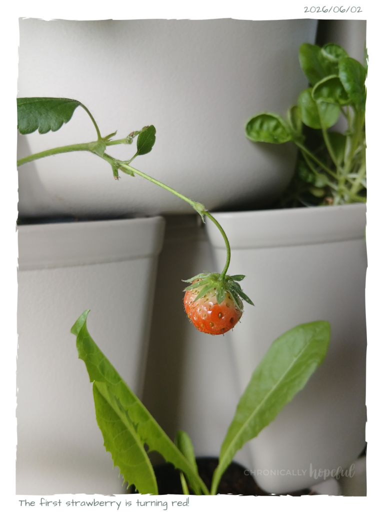 Strawberries in Greenstalk