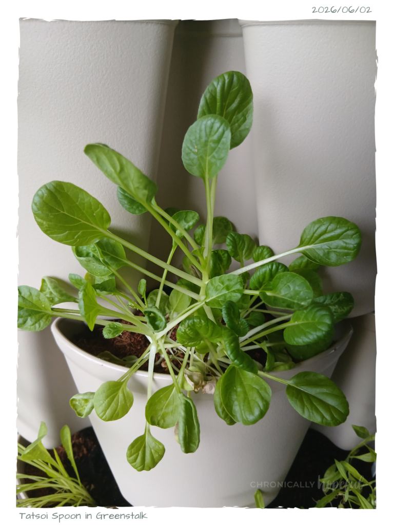 Tatsoi