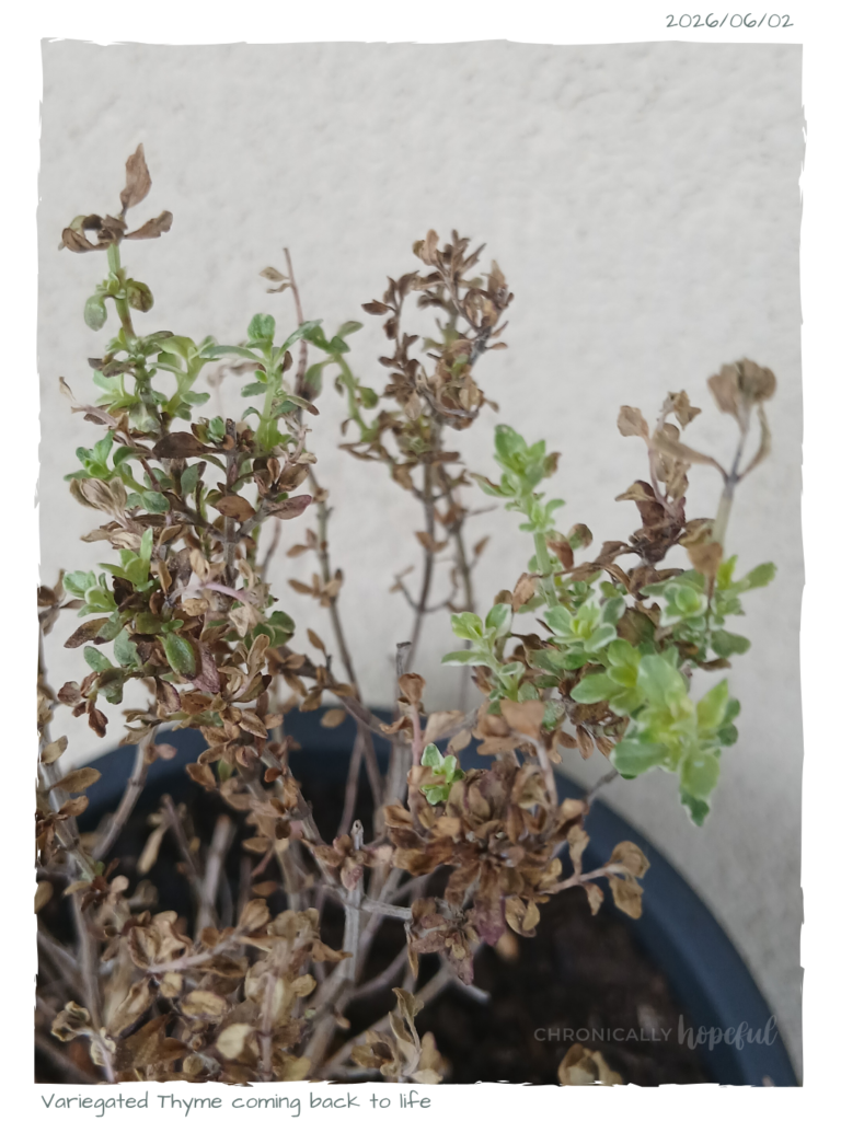 Thyme 