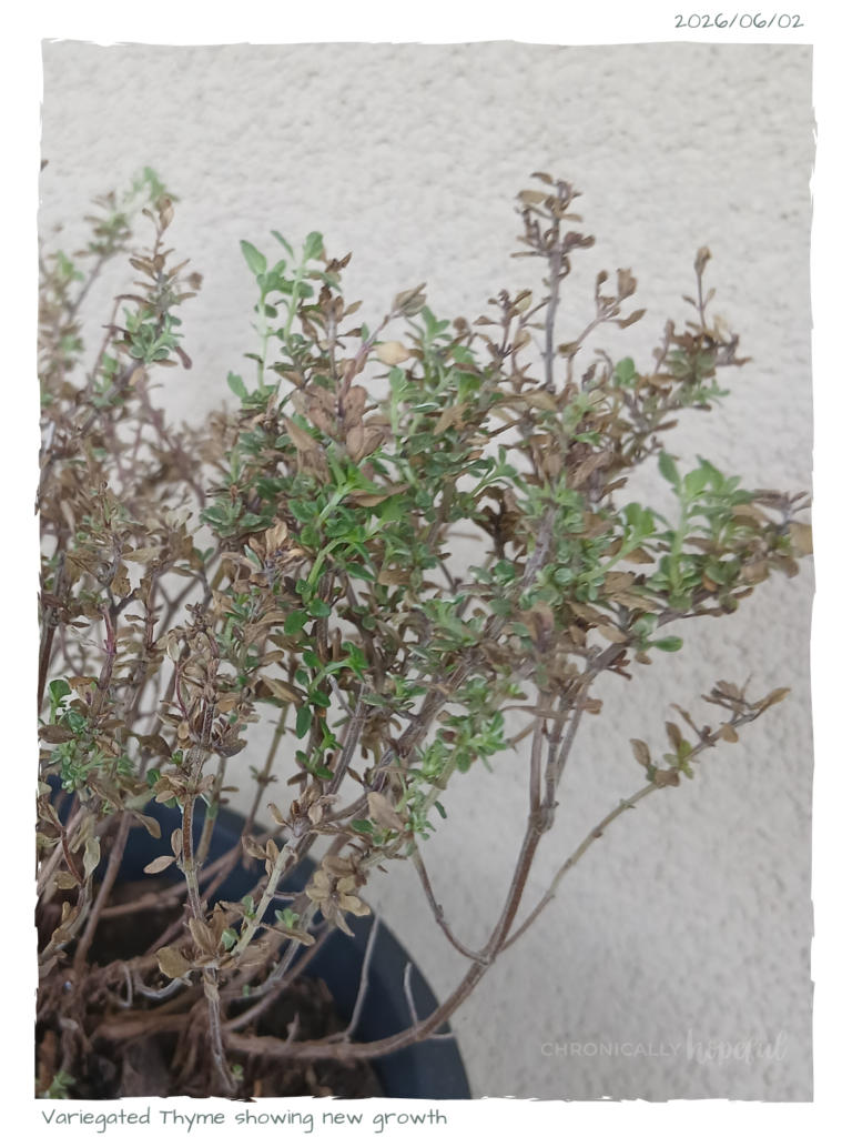 Thyme