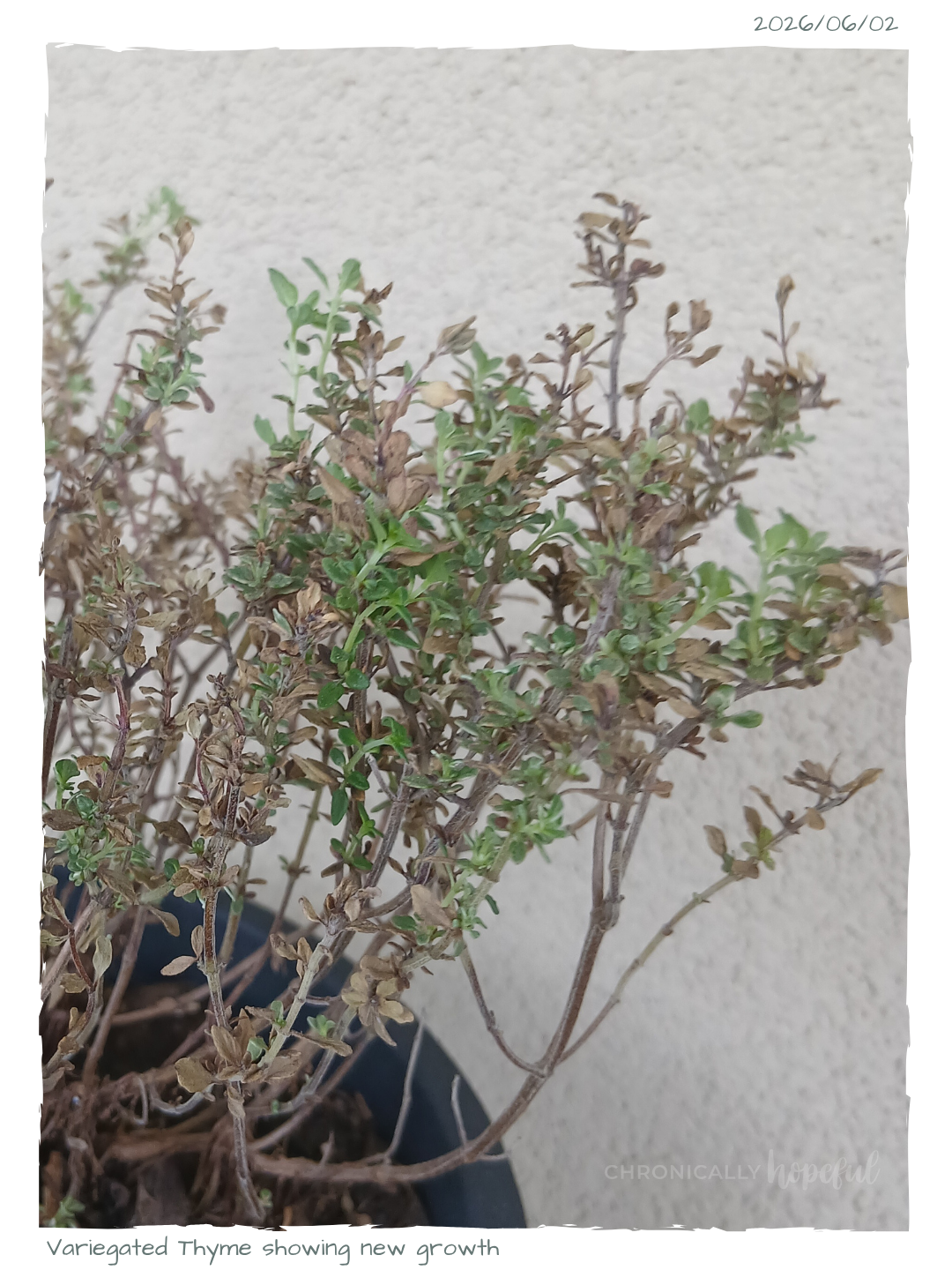 Thyme