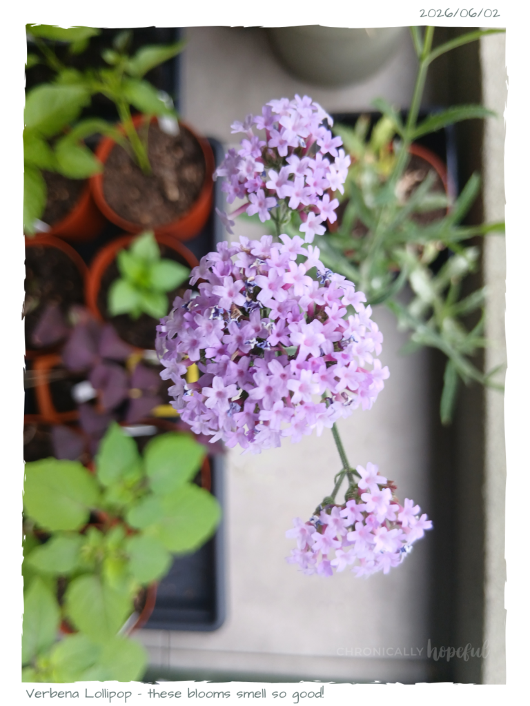 Verbena