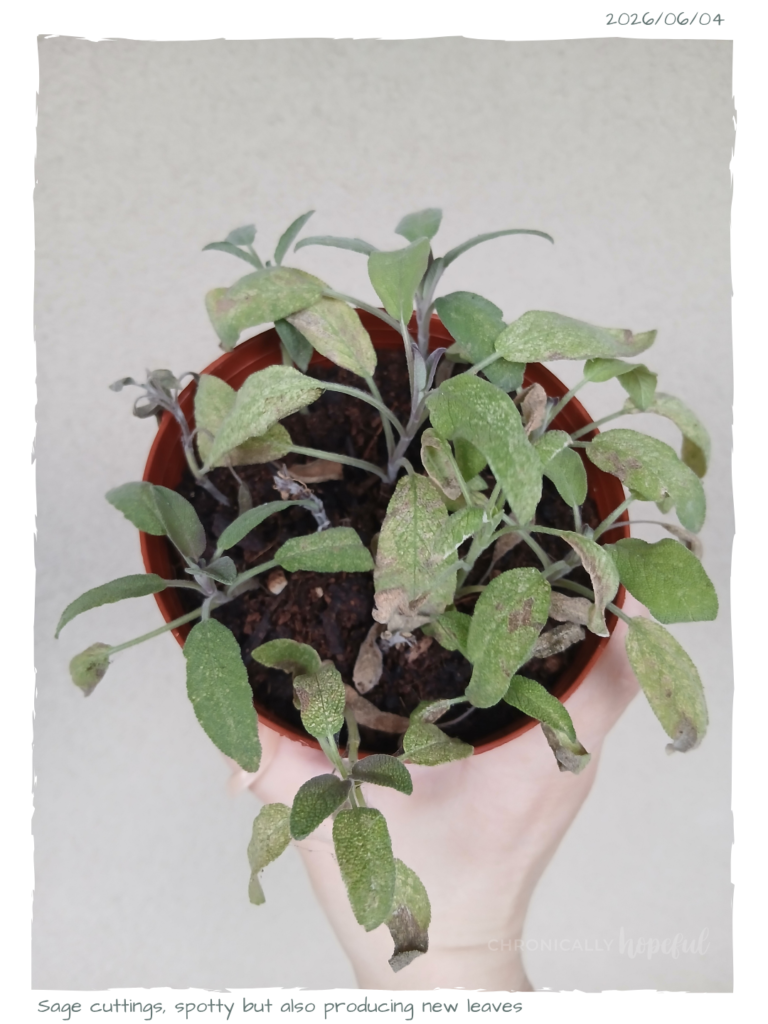 Sage Cuttings