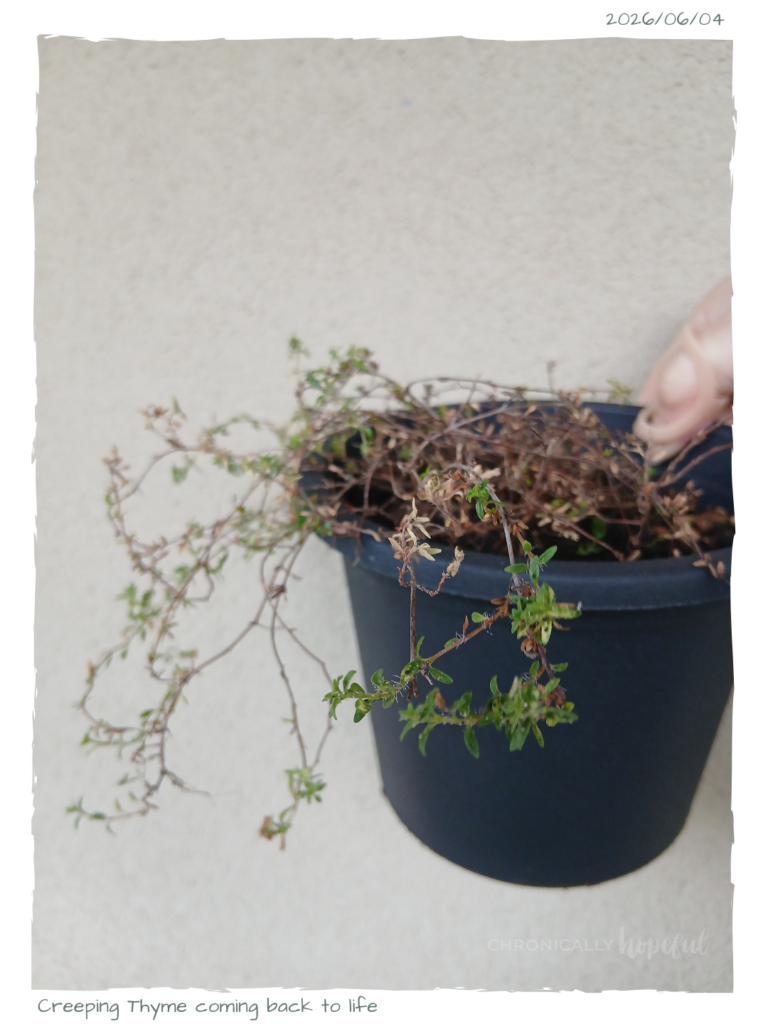 Creeping Thyme