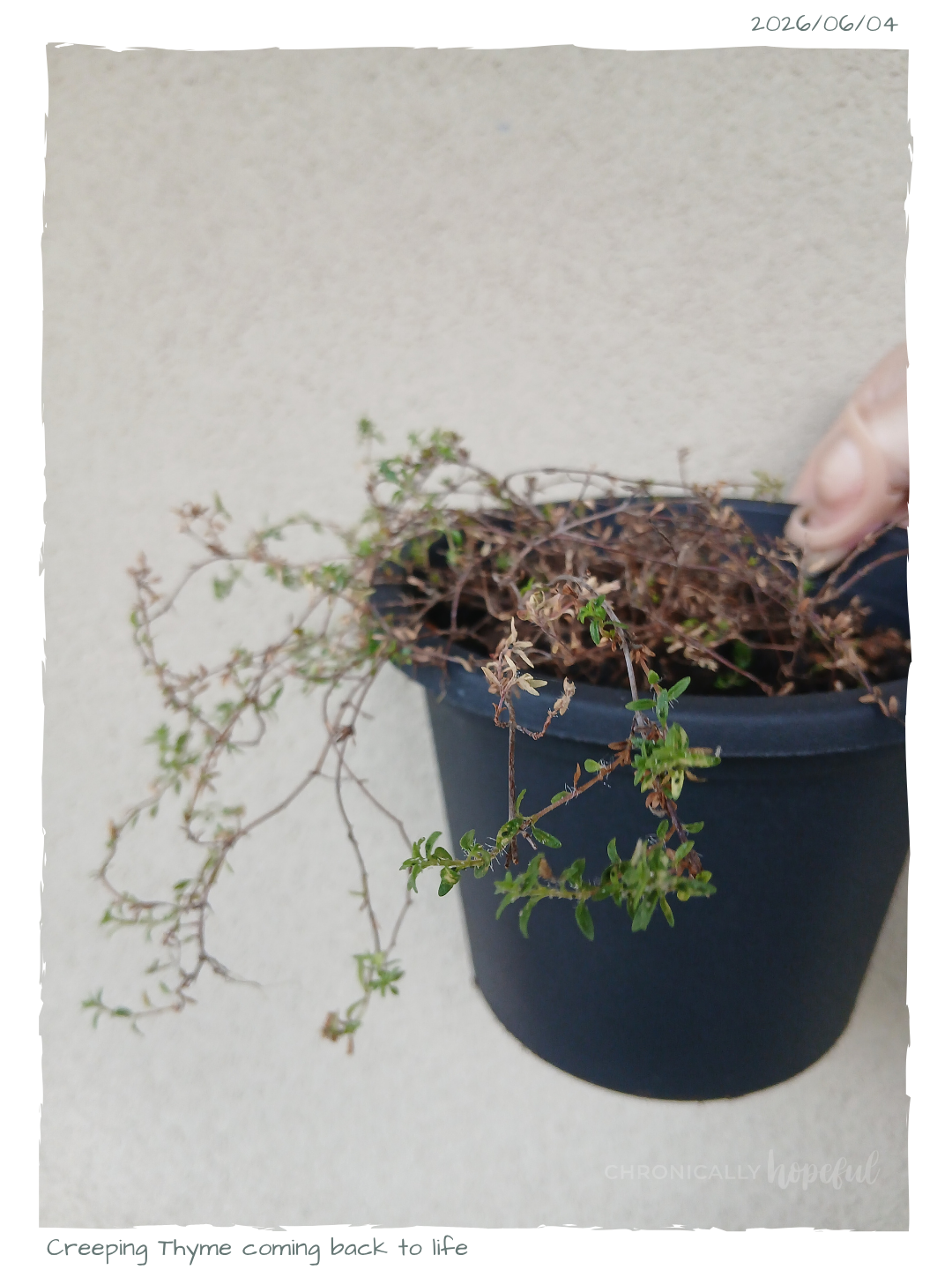 Creeping Thyme