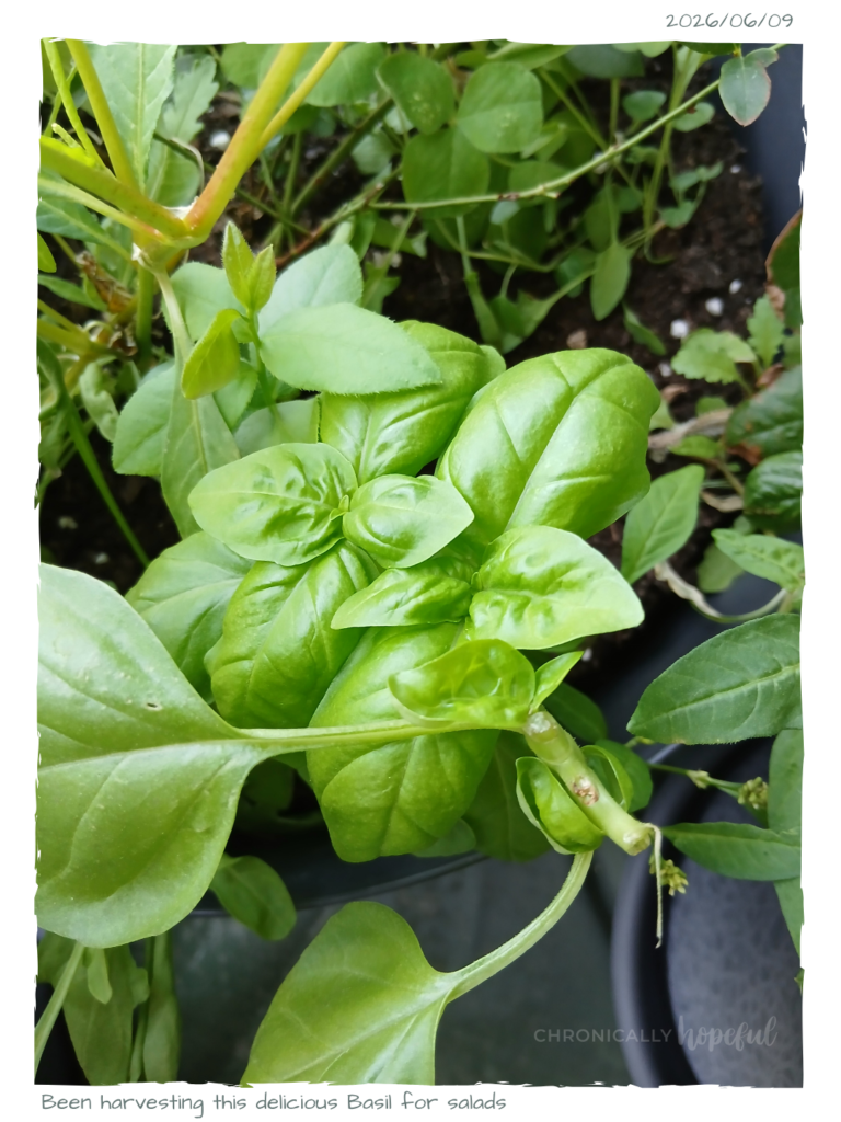 Basil