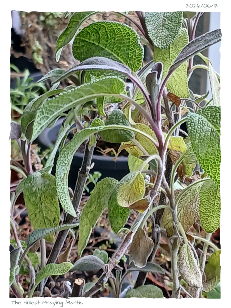 Mantis