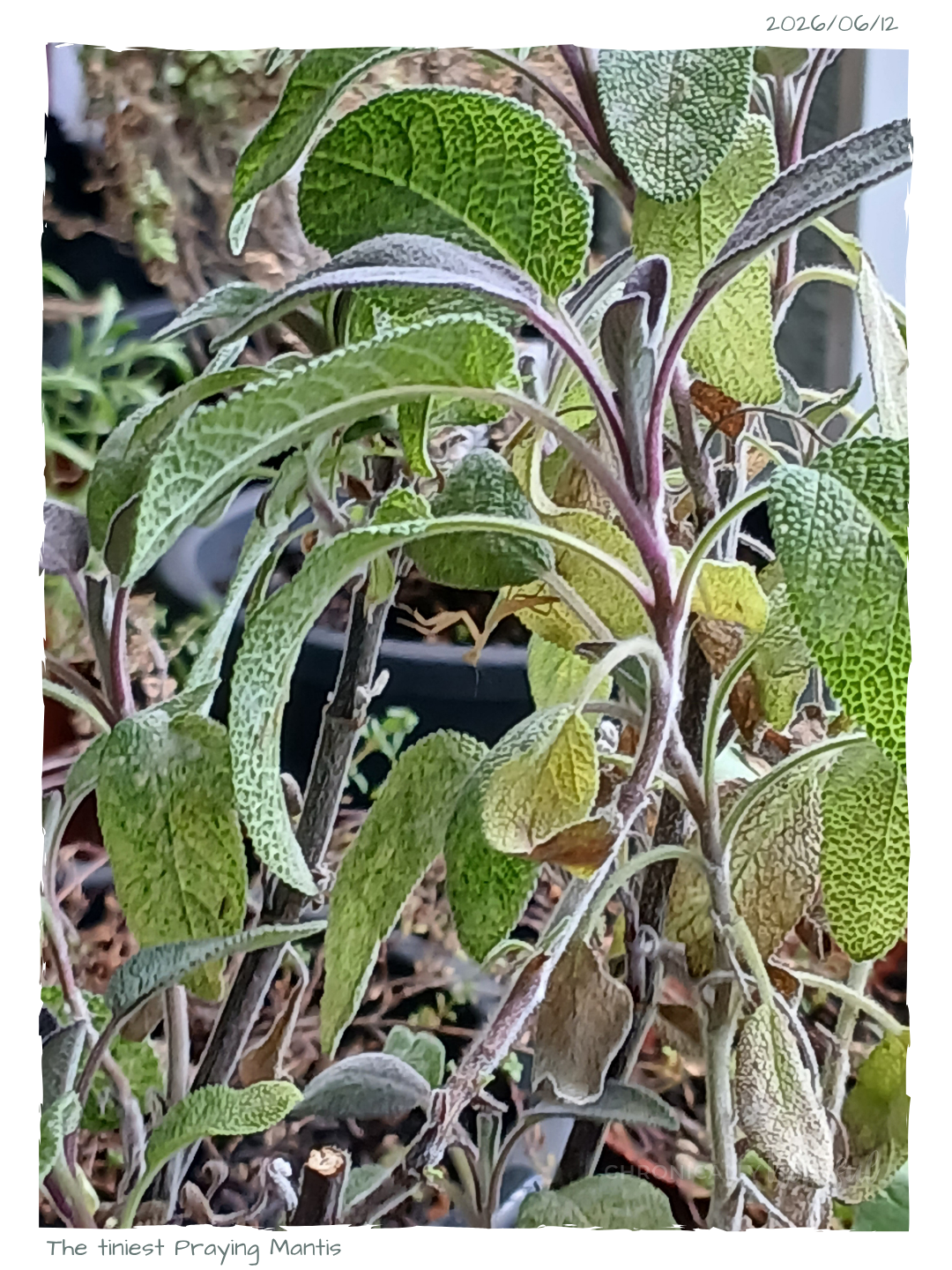 Mantis