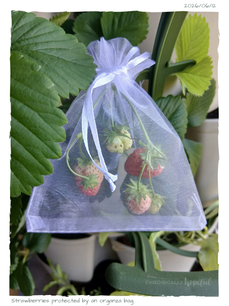 Strawberries