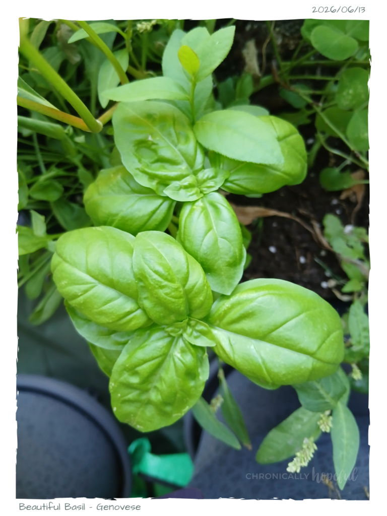 Basil