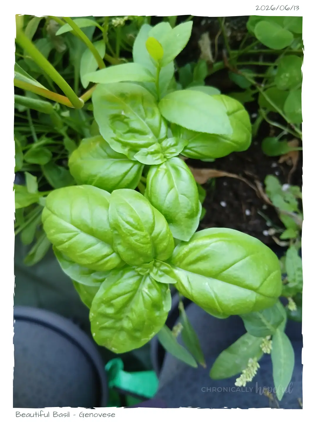 Basil