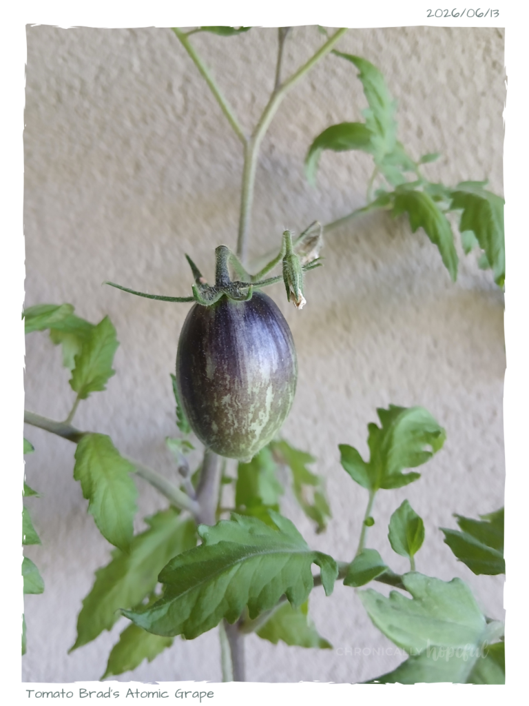 Tomato BradsAtomic