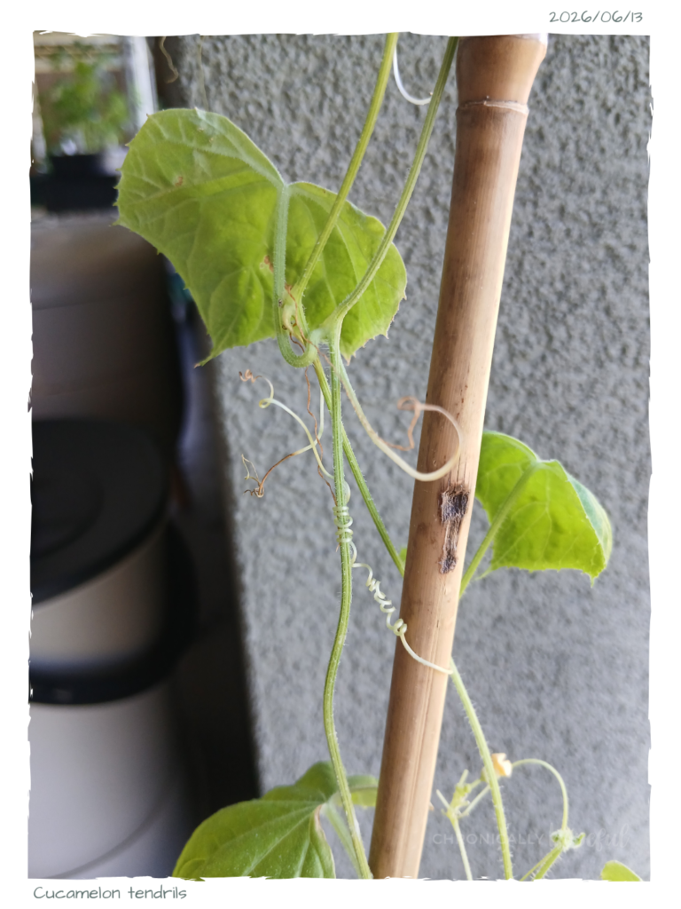 Tendril on cucumber plant