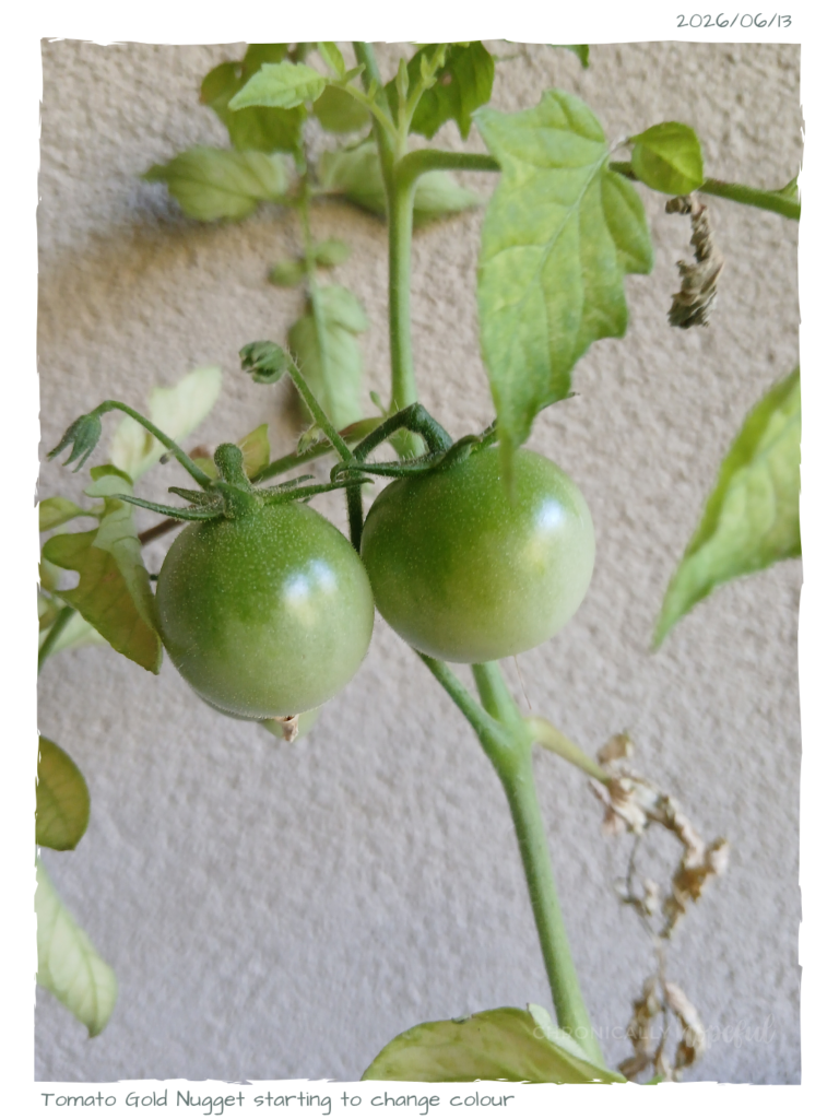 Tomato GoldNugget