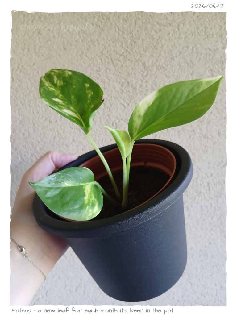 Pothos sprouting a new leaf