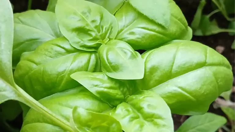 Six On Saturday banner, basil