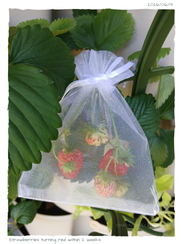 Strawberries
