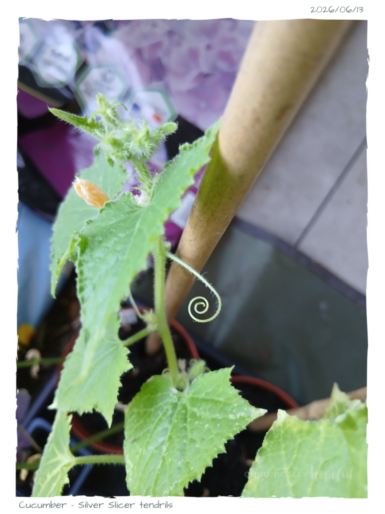 Tendril on cucumber plant