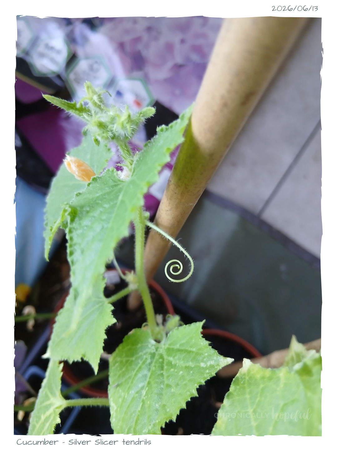 Tendril on cucumber plant