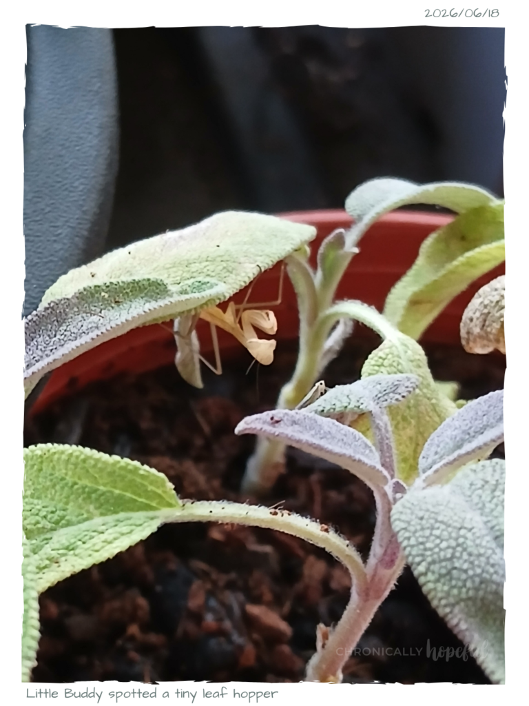 Mantis Hunting