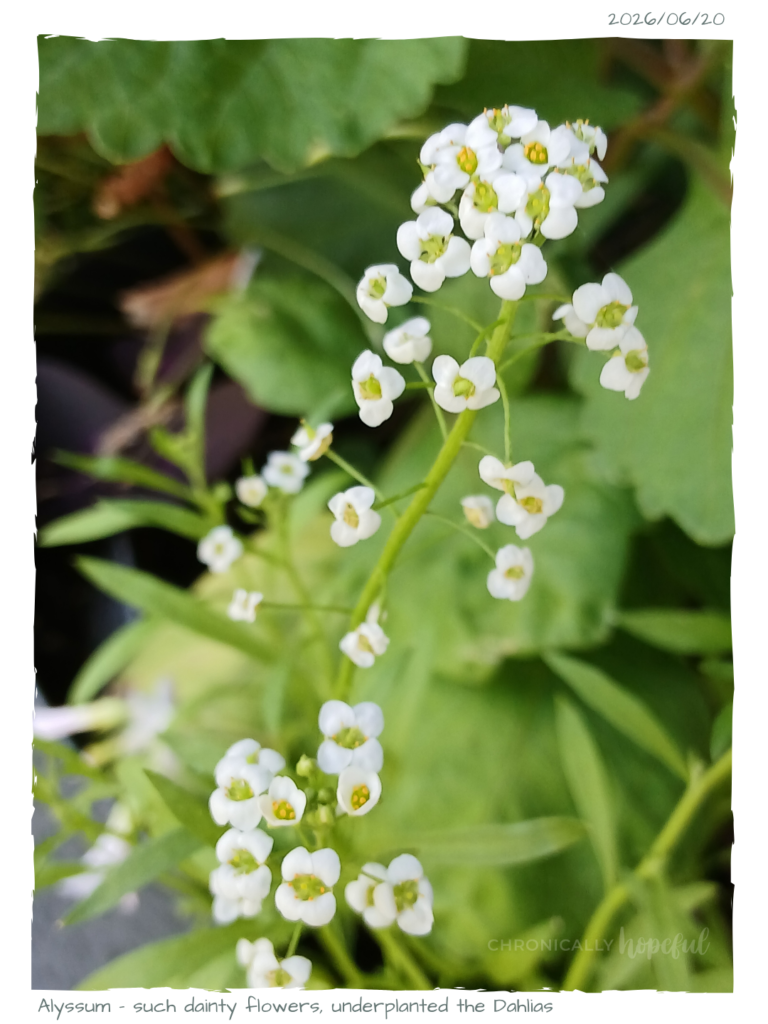 Alyssum