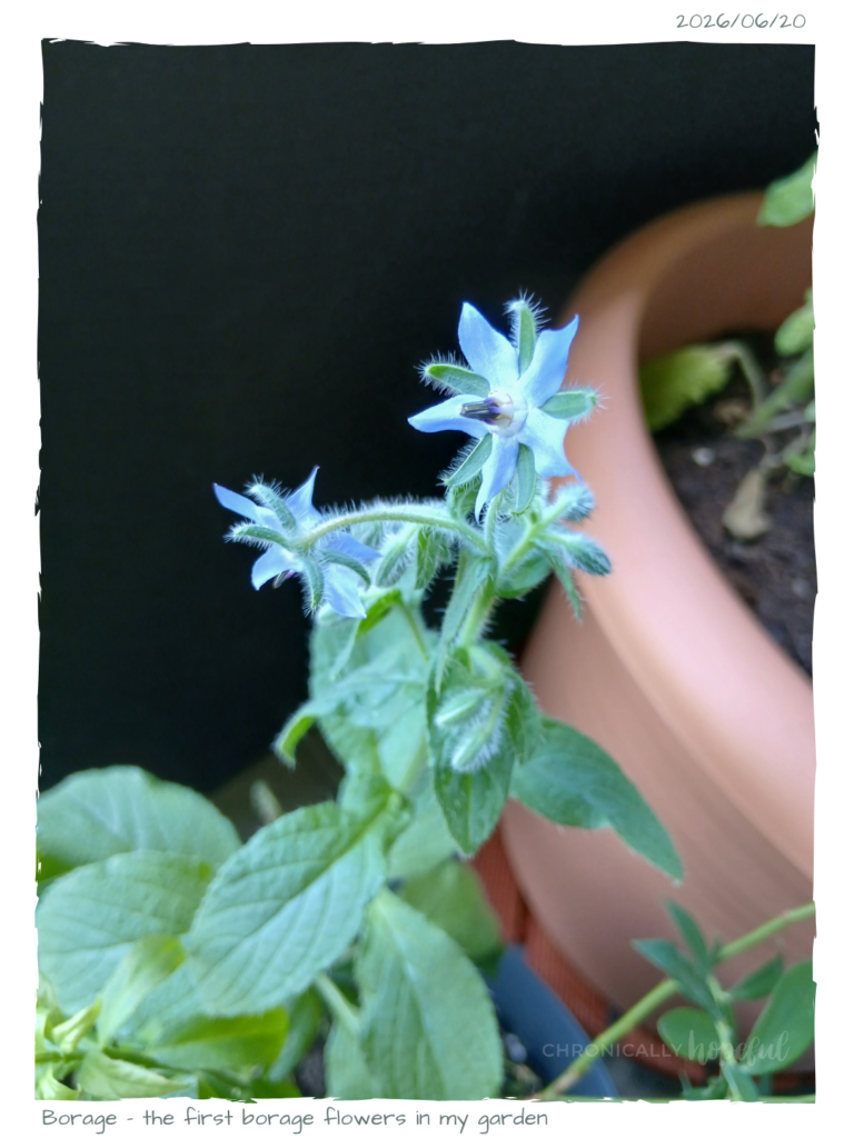 Borage