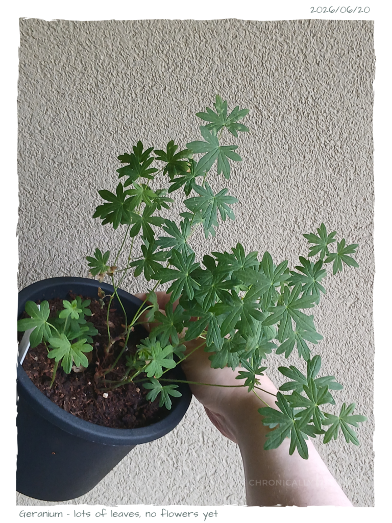 Geranium