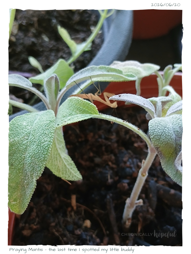 Mantis on sage