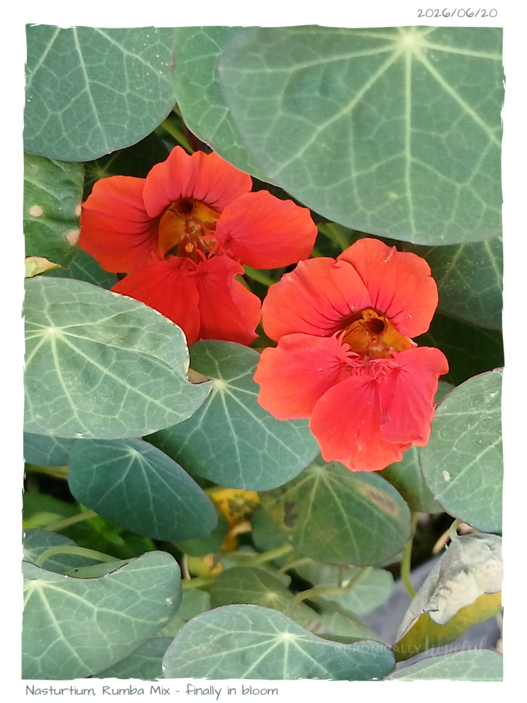 Nasturtium