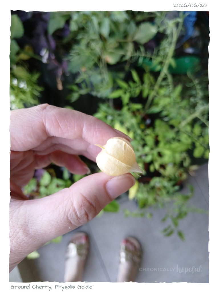 Physalis 