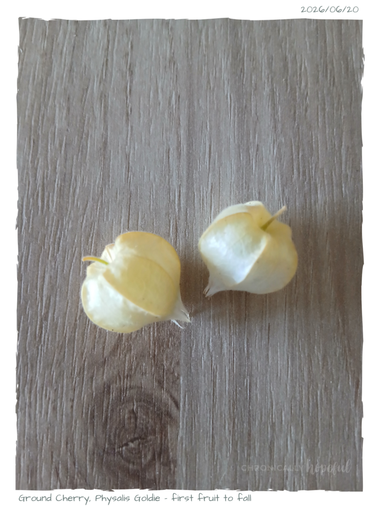 Physalis 