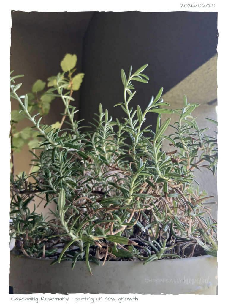 Rosemary