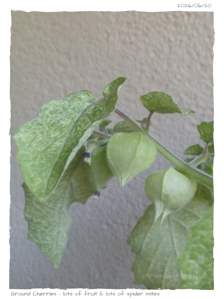 Physalis with SpiderMites
