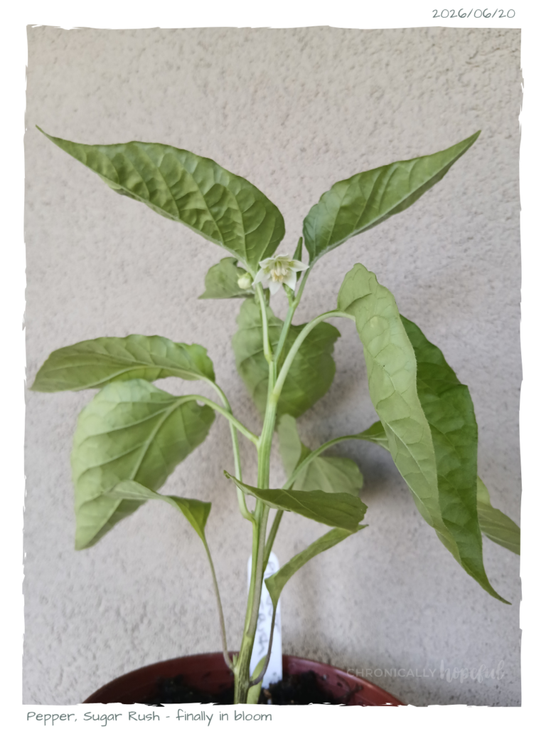 SugarRush Pepper