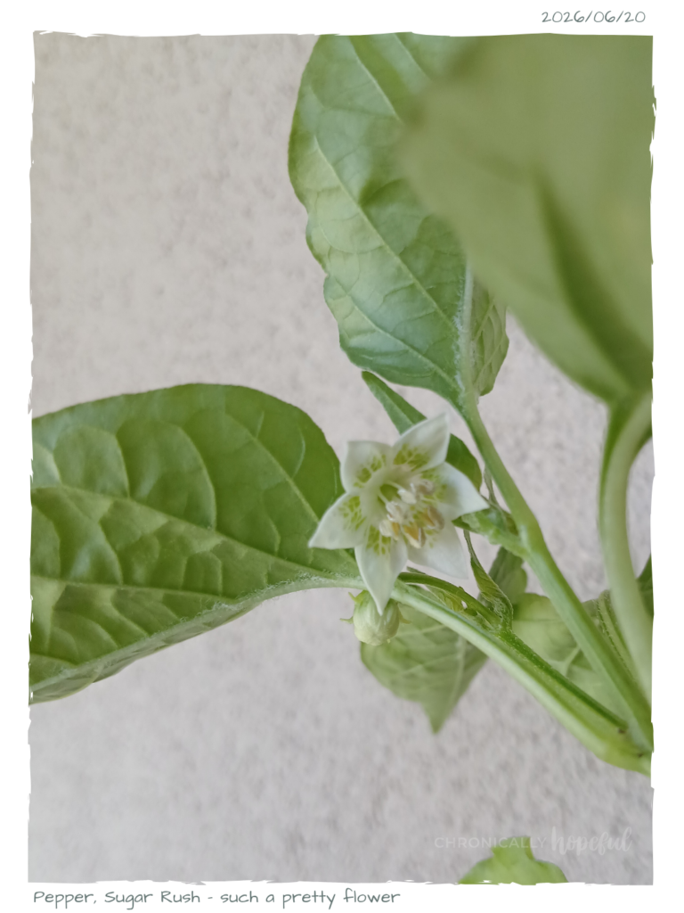 SugarRush Pepper