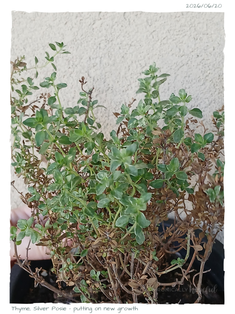 Thyme