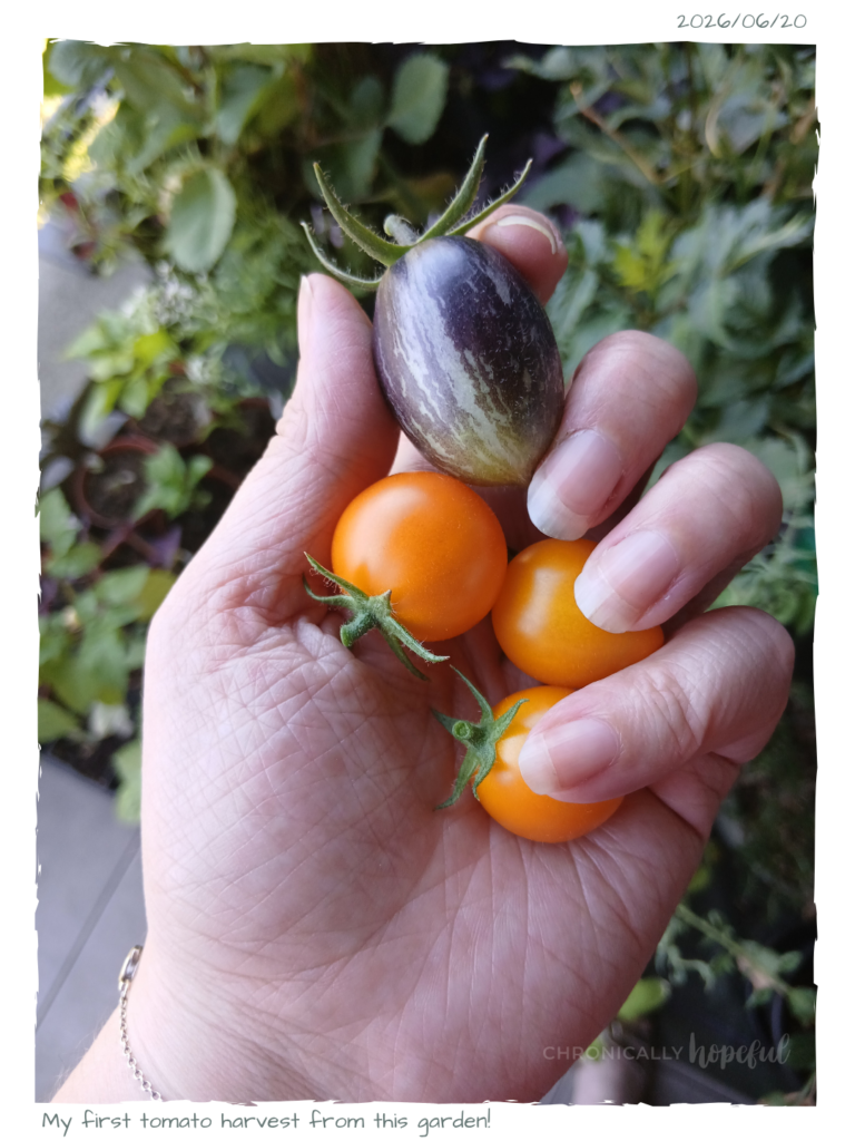 Tomatoes