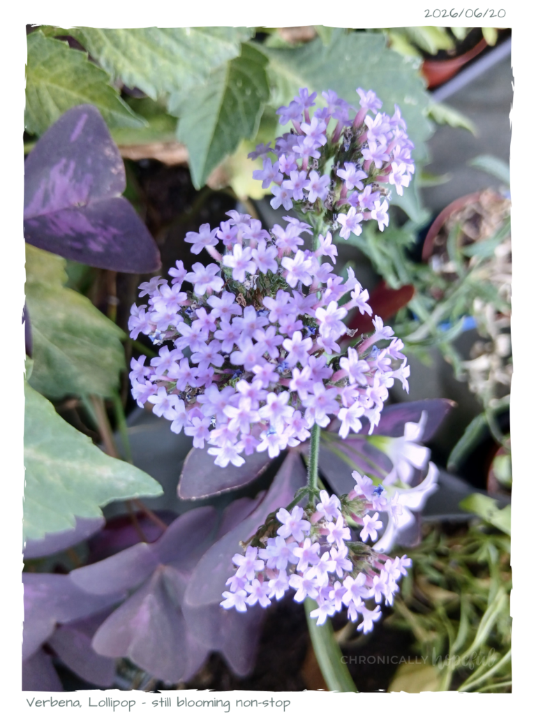 Verbena