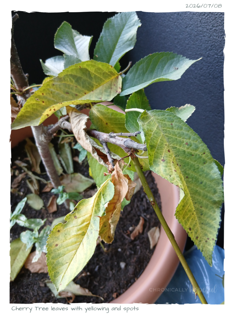 Cherry tree spotty leaves