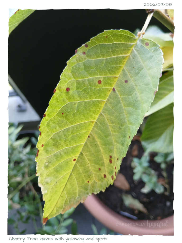 Cherry tree spotty leaves