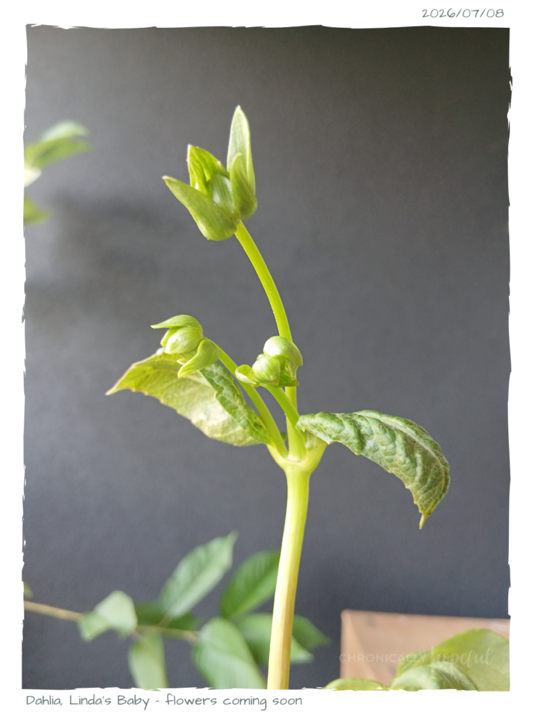 Dahlia buds