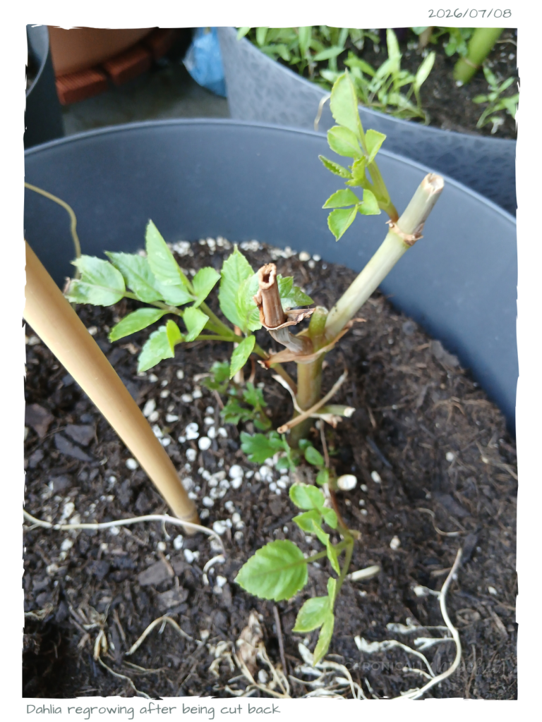 Dahlia resprouting