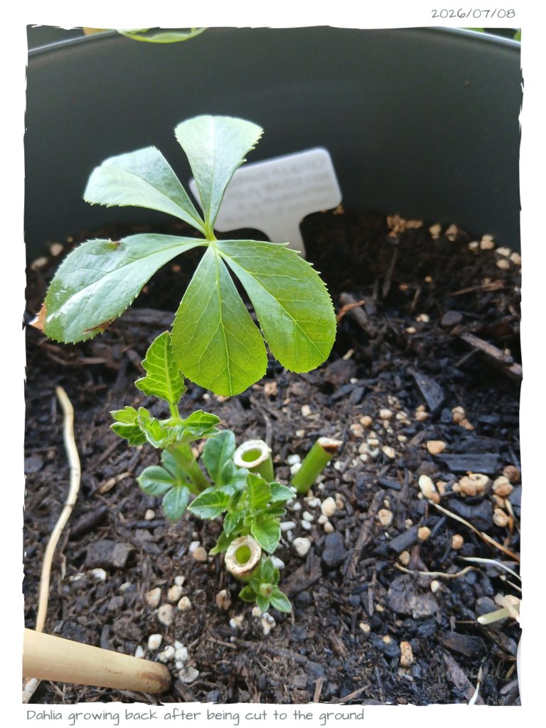 Dahlia resprouting