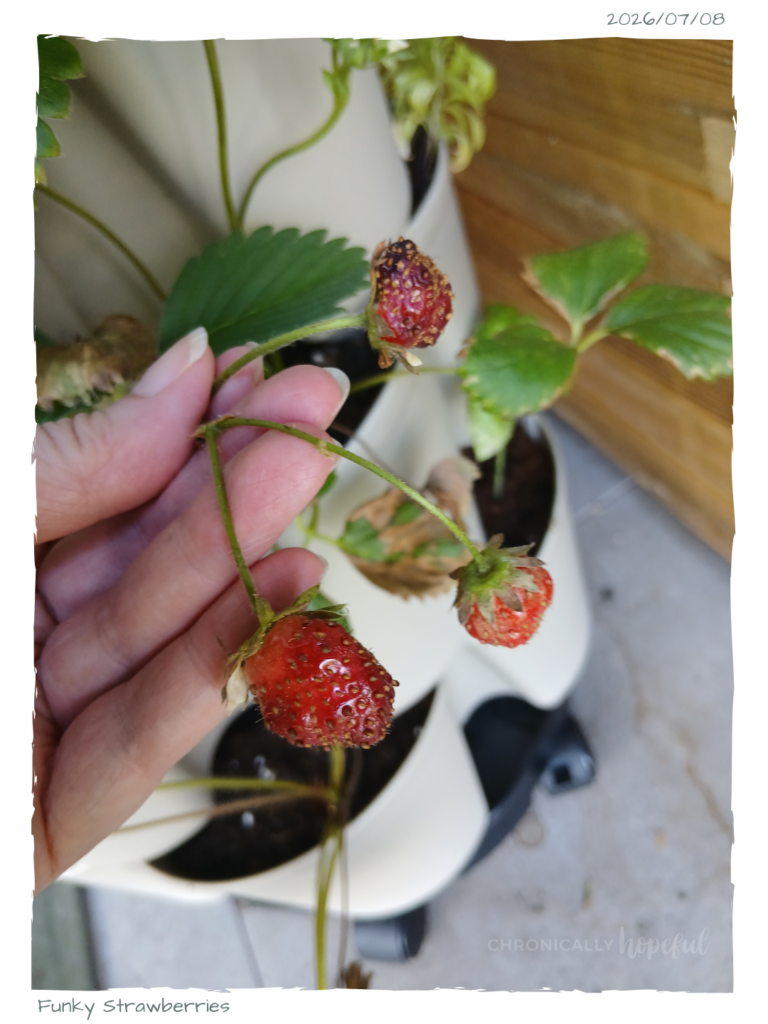 Funky strawberries