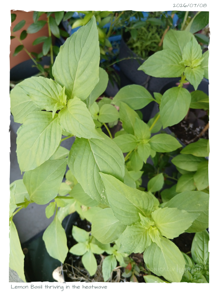 Lemon basil
