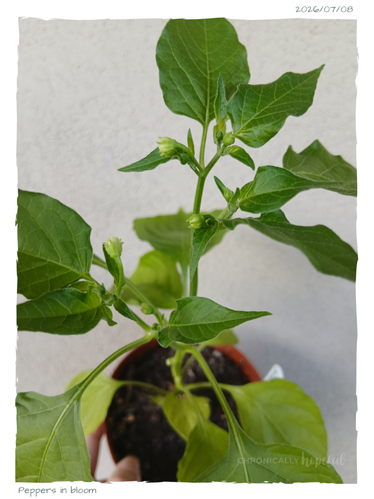 Peppers in bloom
