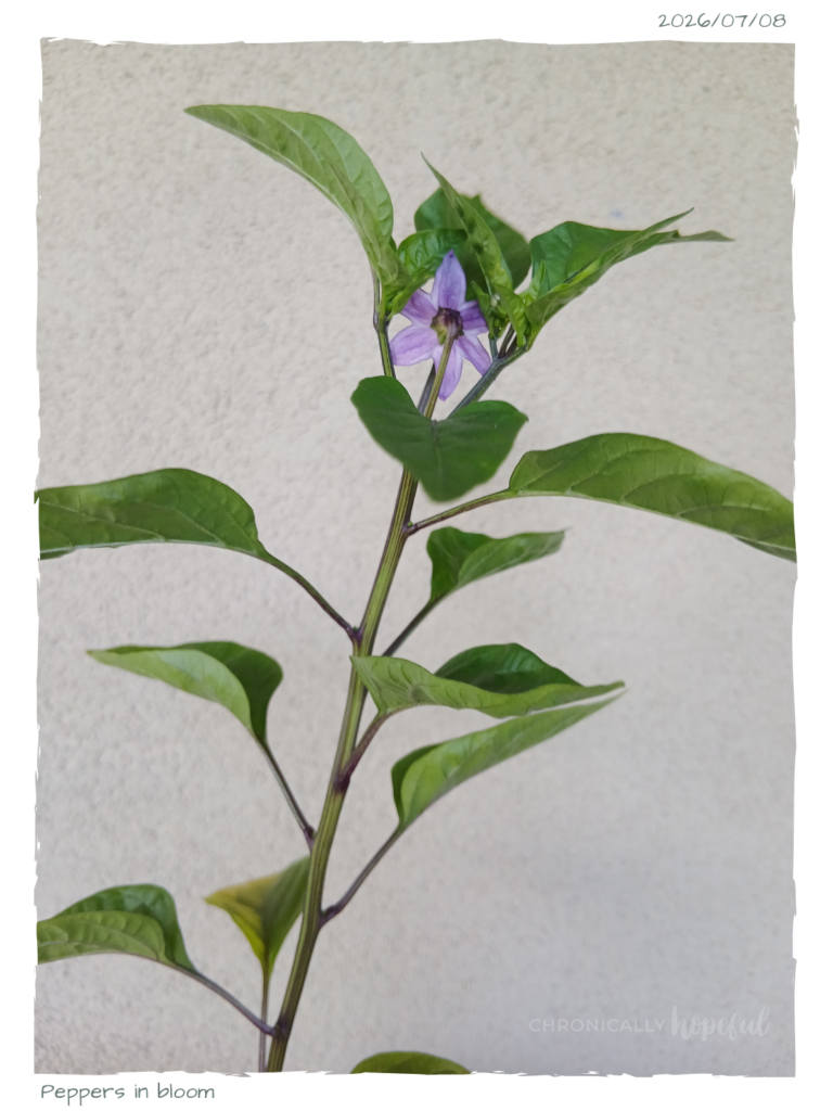 Peppers in bloom