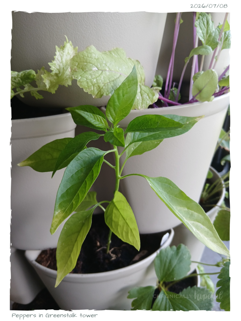 Peppers in Greenstalk
