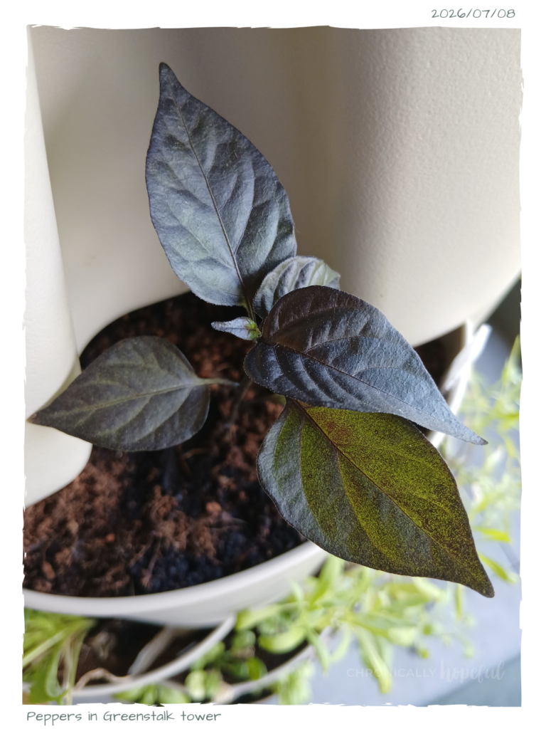 Peppers in Greenstalk