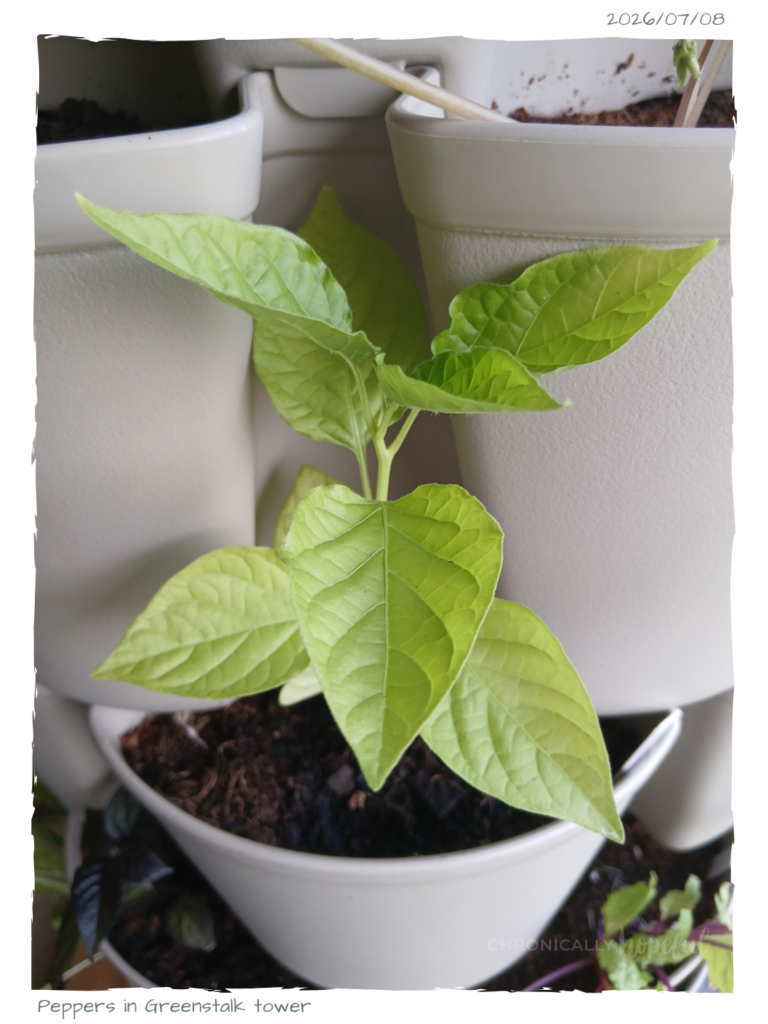 Peppers in Greenstalk